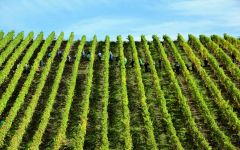 Robert Weil Hand Harvesting Winery Image