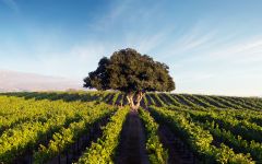 Hahn Santa Lucia Highlands Lone Oak Vineyard Winery Image