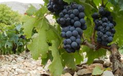 Magoutes 90 Year Old Xinomavro Vines Winery Image