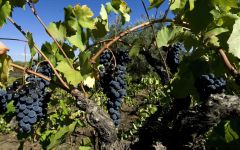 Pietradolce Nerello Mascalese Grapes Winery Image