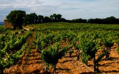 Domaine Giraud Grenache Grown on Red Clay and Gravel Winery Image