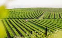 Edna Valley Vineyard Pioneers in Chardonnay Winery Image