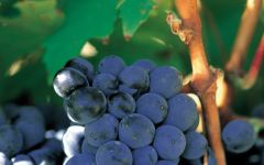 Kanonkop Pinotage Grapes Winery Image