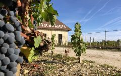 Chateau Lynch-Bages A Close Look at the Terroir and Vineyard Winery Image