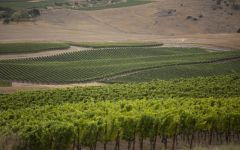 Head High Wines Sonoma Coast Winery Image