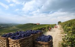 Fontanafredda Harvest at Fontanafredda Winery Image