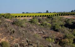 Concha y Toro Quebrada Seca Vineyard Winery Image