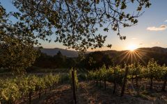 Lail Vineyards Mole Hill Cabernet Vineyard Winery Image