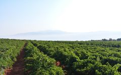 Recanati Recanati Vineyard grounds Winery Image