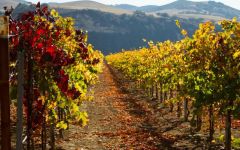 Rancho Sisquoc Winery Image