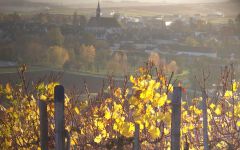 Billaud-Simon Chablis Vineyards Winery Image