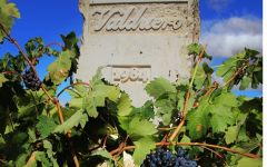 Valduero Tinta Fina (Tempranillo) vines Winery Image