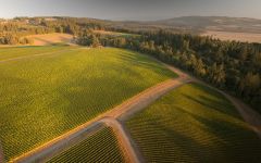 Roserock by Drouhin Oregon Winery Image