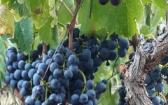 Magoutes 100 Year Old Xinomavro Vine Winery Image