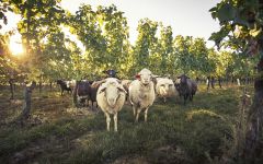 Loimer Sheep in the Vineyards Winery Image