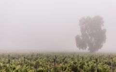 Ritual Ritual Vineyards in Fog Winery Image