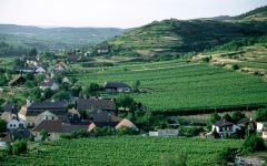 Loimer Loimer Landscape Winery Image