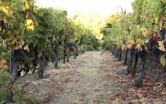 Big Basin Harvesting Betchart Cabernet Sauvignon Winery Image