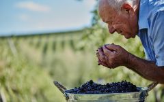 Umberto Cesari Umberto Cesari Harvest Worker Winery Image