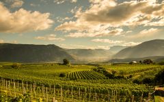 St. Michael-Eppan Panorama of the Eppan District Winery Image