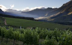 Neil Ellis Wines Ellis Vineyard from the Hillside Winery Image