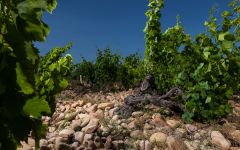 Andre Brunel Les Cailloux Vineyard Winery Image