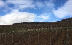 Agathe Bursin Vines at Agathe Bursin Winery Image