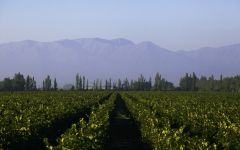 Cono Sur Maipo Valley Winery Image