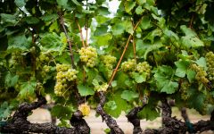 Brick & Mortar Vine in the Cougar Rock Vineyard Winery Image