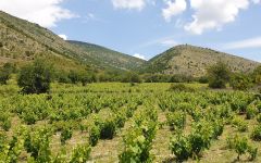Magoutes 100 Year Old Bush Vineyard Winery Image
