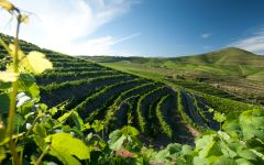 Casa Ferreirinha  Winery Image