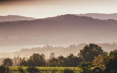 Domaine Laroque Laroque Vineyard in the Morning Winery Image