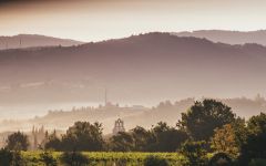 Domaine Laroque Laroque Vineyard in the Morning  Winery Image