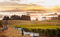 Elk Cove Vineyards Five Mountain Vineyard at Sunrise Winery Image