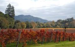 Goldschmidt Vineyard Winery Image
