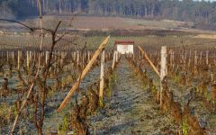 Domaine Drouhin-Laroze Domaine Drouhin-Laroze's Vineyard Winery Image