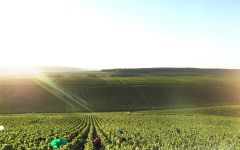 Billaud-Simon Winery Image