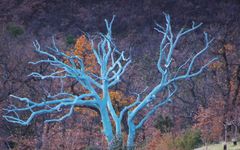 Chene Bleu Chêne Bleu - Blue Oak Winery Image