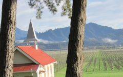 Clos Henri Cows at Clos Henri Winery Image