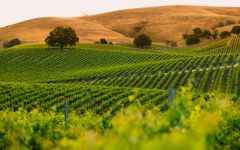 Vina Robles Vina Robles Creston Valley Vineyard Winery Image