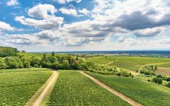 Weingut Friedrich Becker Sankt Paul Vineyard Winery Image