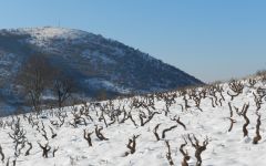 Magoutes Siatista Vineyard in the Winter Winery Image