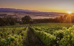Averaen Bois Joli Sunset Winery Image