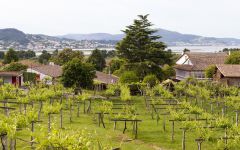 Santiago Ruiz Vineyard & Garden Winery Image