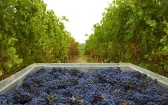 Concha y Toro Grape Harvest Winery Image