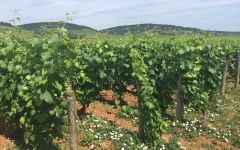 Le Grand Courtage Winery Image