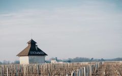 Chateau Lynch-Bages Dormant Vines at Lynch-Bages Winery Image