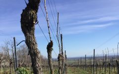 Weingut Friedrich Becker Vines in the Spring Winery Image