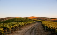 Artesa Vineyards and Winery Vineyards in Napa Winery Image