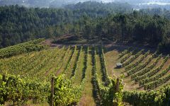 Terras Gauda Caino Blanco Vineyards Winery Image